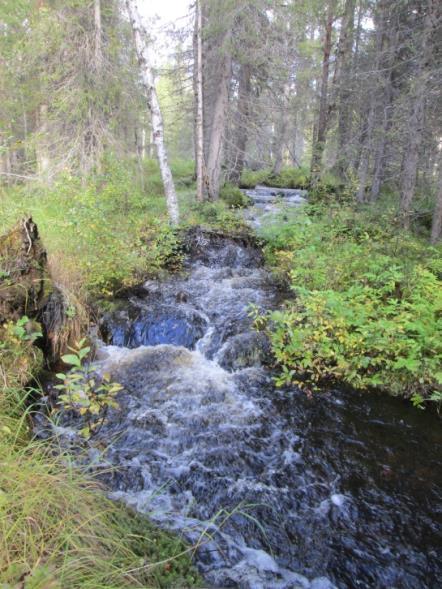 Kuva 3. Alue K1 (vasen) ja alue K3 (oikea) Laurinoja Laurinojan selvitysalueella virtaavia, koski-/nivaosuuksia havaittiin yhteensä 671 metrin alueelta.