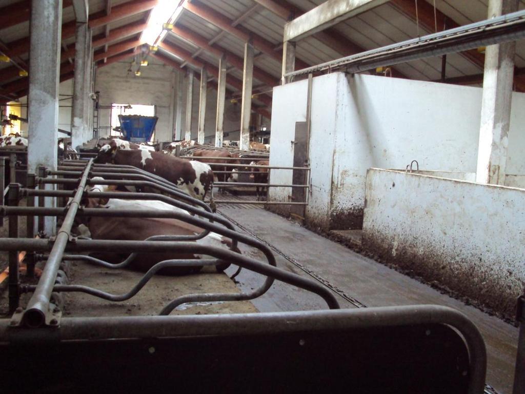 16(47) Kuva 1 Robottikopin takana olevaa umpeen menevien lehmien karsinaa voisi käyttää myös takakiertona Yhteispoikimakarsina on kooltaan 44m 2 poislukien ruokintapöydän edessä oleva lantakäytävä.