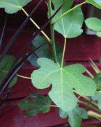 Istuta tähkälaventeli maahan talvehtimaan! Verililjapuu (Corduline fruticosa) on täydellinen terassikasvi. Sillä on upea väri, graafinen ulkonäkö ja nopea kasvu.