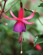 Kuvat: Hanna Marttinen ja Teija Tuisku Palleroverenpisarasta (Fuchsia Hybrida-Ryhmä) saa rungollisen, kun vahvimman verson ohjaa kasvamaan jo pienenä tukikeppiä vasten ja leikkaa muita versoja siten,