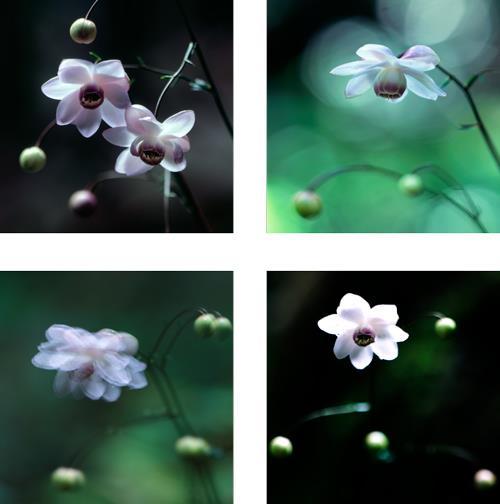 Valokuvapaperi: Awagami-washi / Kozo / ohhtarkki 1kpl. w x h/ 800mm x 1118mm 7. Title: Lamppu metsässä / 4 ilmettä Rengeshouma-leinikin kukista.