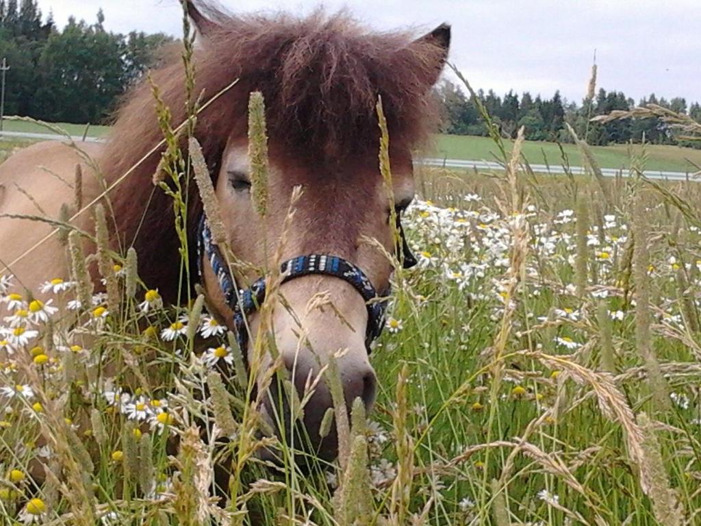 Miksi juuri hevonen?