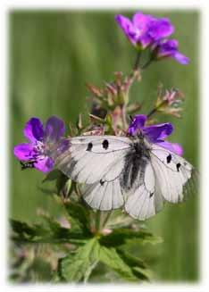 Pikkuapollo (Parnassius mnemosyne) on Suomen 54. runsain päiväperhonen, mutta Etelä-Hämeessä yli 6 000 yksilöä nostavat sen 29. sijalle.