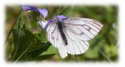 daplidice) 16 5 692 228 254 2,6 58 Hietasomersilmä (H. semele) 25 5 614 225 94 3,0 59 Muurainhopeatäplä (B. freija) 25 5 390 216 248 5,1 60 Rinnehopeatäplä (A.