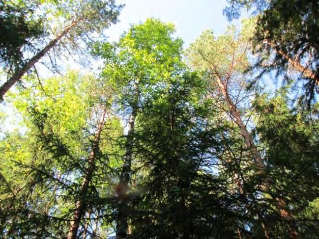 Kohde 3. Kohde 3. 4. (Mäntykangas S 1) Lyhin etäisyys lähimpään tieyhteyteen noin 290 m.