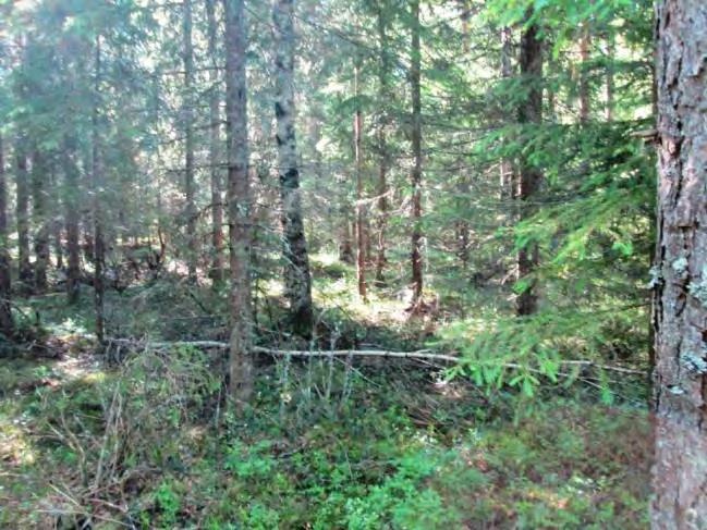 Rakennuspaikan metsätyyppi on kallioista kuivahkon kankaan nuorehkoa mäntymetsää, jossa kasvaa sekapuuna hieman koivua.