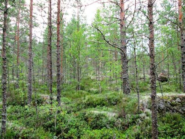 Kohde sijoittuu Lillträskintien länsipuolelle; laajalle metsäalueelle. Rakennuspaikka sijoittuu kahden eri-ikäisen metsäkuvion vaiheille.