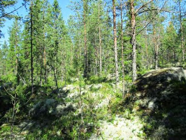 Kohde sijoittuu Uttermossantien eteläpuolelle; laajalle metsäalueelle. Rakennuspaikalla on kuivahkon kankaan mäntymetsää, sekapuuna jokunen kuusi ja koivu.
