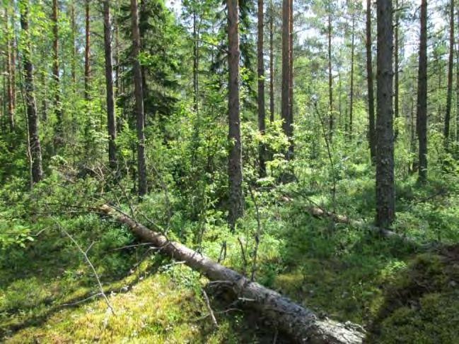 korpikarhunsammalta sekä rahkasammalia. Lohkareilla ja kalliopinnoilla kasvaa poronjäkäliä. Metsässä on jonkin verran tuoretta tuulenkaatoa.