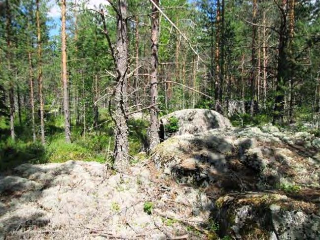 Kenttäkerroksessa kasvaa puolukkaa, mustikkaa, variksenmarjaa sekä juolukkaa.
