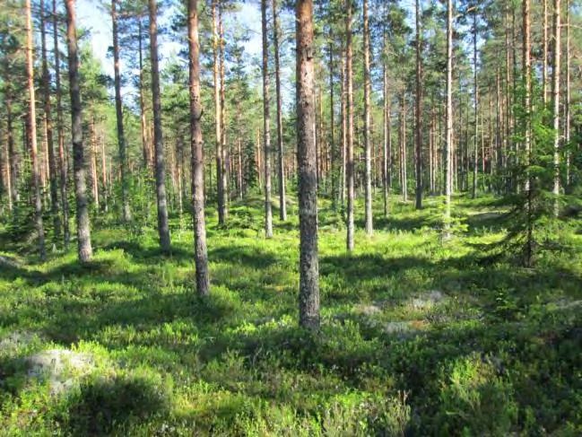 (Sandjärvmossen) Lyhin etäisyys lähimpään tieyhteyteen noin 90 m.