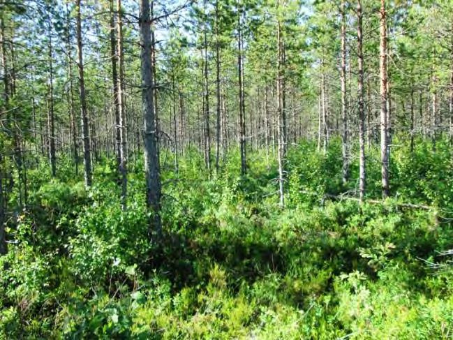 Rakennuspaikan metsäkuvio on soistuneen kankaan mäntymetsää. Pensaskerroksessa kasvaa runsaasti koivuntaimia, pajuja ja katajia.