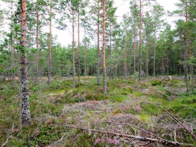 Kohde 11. Kohde 11. 12. (Tönijärvi 2) Lyhin etäisyys lähimpään tieyhteyteen noin 30 m.