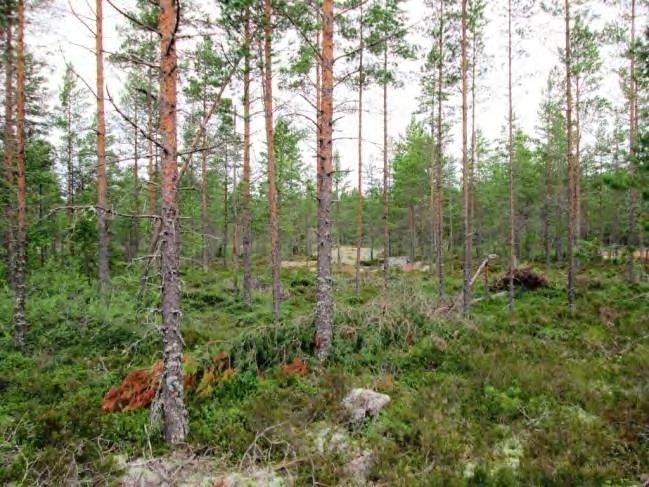 Sekapuuna kasvaa hieman kuusta. Pensaskerroksessa on jokin verran katajaa ja lehtipuiden taimia.