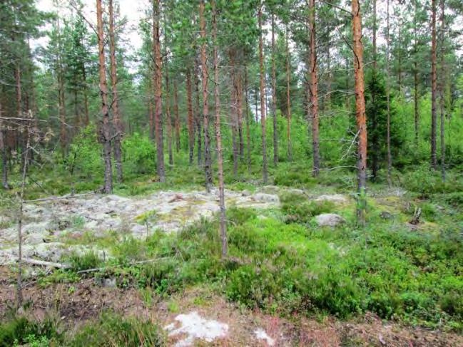 Pohjakerros on seinäsammal-jäkälävaltainen, Kosteammissa painanteissa kasvaa korpikarhunsammalta ja rahkasammalia. Kohde 12. Kohde 12. 13.