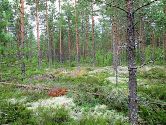 Rakennuspaikan kasvillisuus on kuivahkon kankaan varttuvaa mäntymetsää, sekapuuna paikoin kuusta.