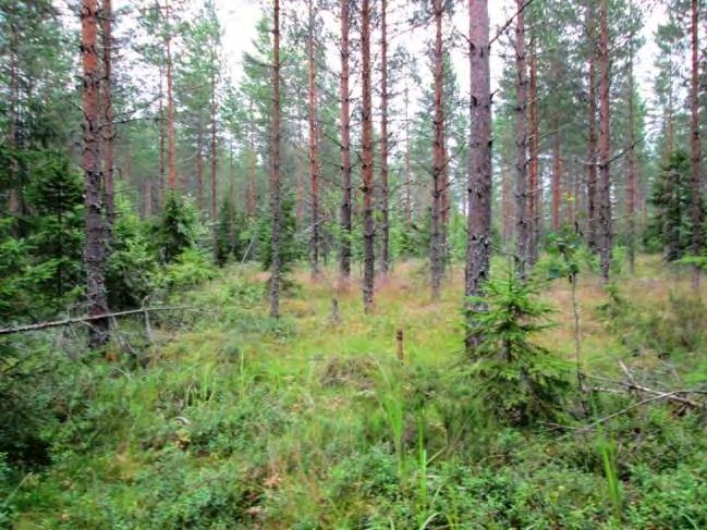(Etelämäenkeidas 1) Kohde 14. Lyhin etäisyys lähimpään tieyhteyteen noin 900 m.