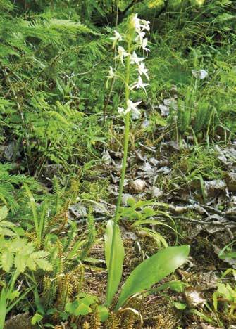 Plantago maritima, meriratamo Meriratamo oli piharatamoa hieman harvinaisempi tutkimusalueella, ja tapasin sen 15 saarelta.