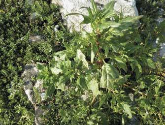 karu, kuiva pienruohoketo Punasavikka (Chenopodium rubrum) 20.9.2014.