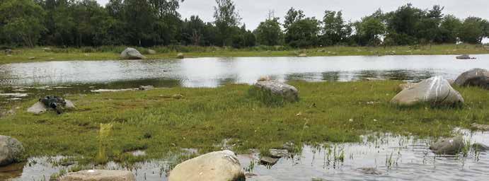 Hevoskarin lahdella on pieni luoto (215 m 2 ), jonne pääsee kahlaamalla. Siellä vieraliltiin 11.7.2016. Tämän matalan luodon valtalajistoa ovat rönsyrölli, rannikki ja ketohanhikki.