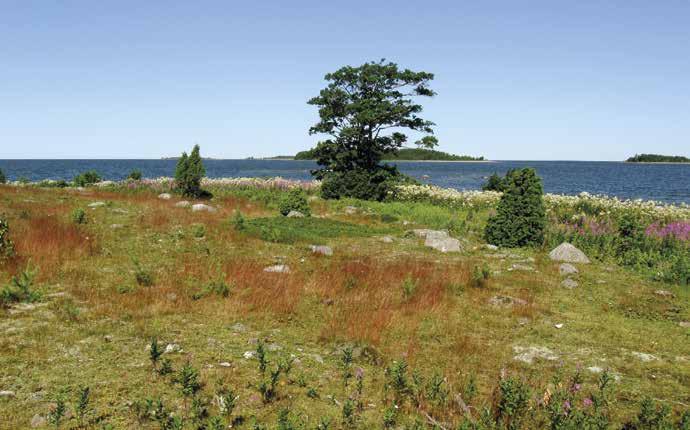 Pienehköt saaret lahden suulla Tähän saarijoukkoon kuuluvista saarista tutkittiin kuusi. Saarilla ei ole rakennuksia ja ne ovat linnuston kannalta tärkeitä.