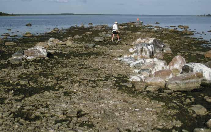 Pitkäkari Pinta-ala 0,02 ha, korkeus meren pinnasta 0,5 m, etäisyys mantereesta 1640 m, rantaviivan pituus 148 m, putkilokasvilajimäärä 7.