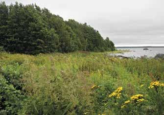 Katava Pinta-ala 11,3 ha, korkeus meren pinnasta 7,5 m, etäisyys mantereesta 1 860 m, rantaviivan pituus 1 730 m, putkilokasvilajimäärä 169. Katava on keskisuuri metsäinen saari.