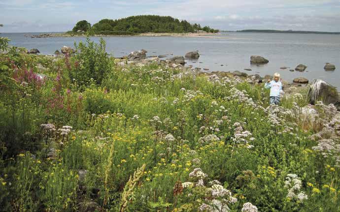 Klopan rannan kukoistusta, taustalla Ykspihlava 19.7.2011. löytyivät kalliovillakko (Senecio sylvaticus), suolamaltsa, jauhosavikka, poimuhierakka, kylänurmikka ja pohjanpihatatar.