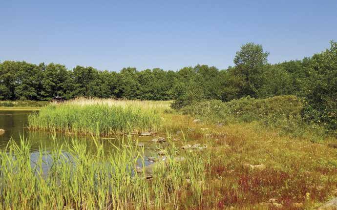 Siellä kasvavat myös mm. lehtotähtimö ja lehtopähkämö (Stachys sylvatica), joista jälkimmäistä Kalinaisen mainitsemaa lajia tosin en itse ole tavannut saarelta. Lehdon linnustoon kuuluvat mm.