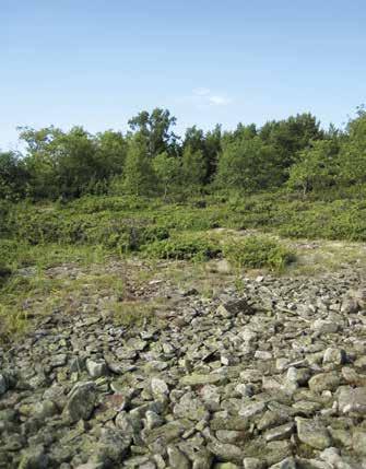 rantamatara (Galium palustre) ja rönsyrölli ja luonnehtivana esiintyy rantanätkelmä.