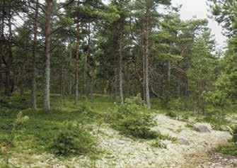 Heli Puskuurin itää kohden suuntautuvalla särkällä, joka muodostuu hiekasta ja hioutuneista kivistä. 3.8.2012. Puskuurin pohjoisrannan mäntyvaltaista kuivaa kangasta 10.7.2010.