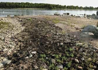 Puskuurinkari eli Puskurinkari Pinta-ala 0,3 ha, korkeus meren pinnasta 2,5 m, etäisyys mantereesta 1 240 m, rantaviivan pituus 220 m, putkilokasvilajimäärä 54.