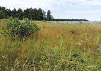 Preiviikinlahden perukan saaria Preiviikinlahden perukan saarista tutkittiin seitsemän. Suuri osa perukan saarista on mökitettyjä.