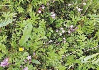 Isorantasappi (Centaurium littorale) 13.7.2016. Uutkrunnin lintuluodon soraista rantaa 13.7.2016. Uutkrunni Pinta-ala 0,082 ha, korkeus meren pinnasta 2,5 m, etäisyys mantereesta 430 m, rantaviivan pituus 460 m, putkilokasvilajimäärä 80.