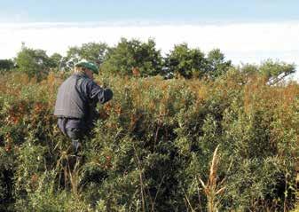 Karri tyrnitiheikössä 11.9.2011. Puskuurin luoteiskärjen kurtturuusukasvustoa 26.9.2015.