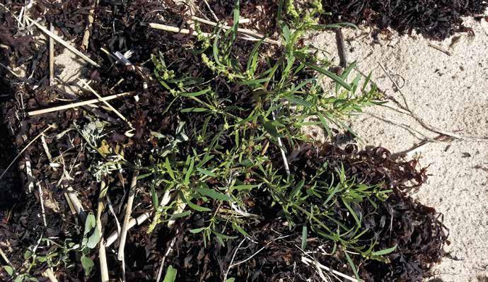 pienempi kuin luodoilla. Suolamaltsa tavattiin 29 saarella 45 tutkitusta. Atriplex patula, kylämaltsa Kylämaltsa tavattiin vain Pukkiluodon eteläiseltä karilta kerran.