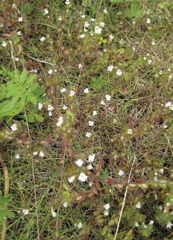 niukkoja lajin esiintymät ovat eikä niitä havaittu kaikilla saarillenousukertoina. Eriophorum angustifolium, luhtavilla Luhtavilla kuuluu Kallioluodon suokuvioiden lajistoon.