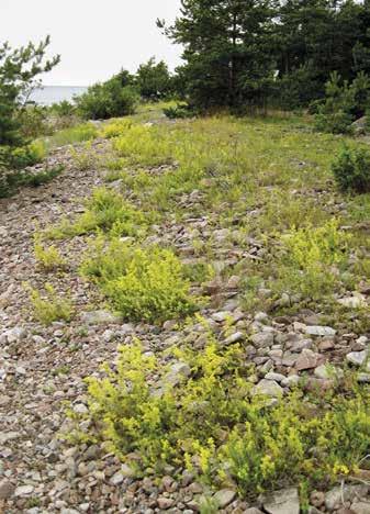 Fragaria vesca, ahomansikka Ahomansikka on varsin yleinen Preiviikinlahden saarissa. Rantaniittyjen ylärantakivikon alaosassa se tuottaa joinakin vuosina runsaan sadon.