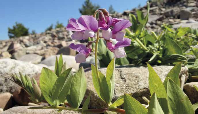 Juncus ranarius, sammakonvihvilä Laji on käsitelty taulukoissa omana lajinaan, mutta lajikuvauksessa se on sijoitettu uusimman tiedon mukaisesti konnanvihvilän alalajiksi.