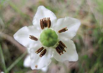 Se ei siis tunnu varsinaisesti kaihtavan ulompaa saaristoa kuten Suominen (2013) epäilee. Moneses uniflora, tähtitalvikki Tähtitalvikki löytyi Katavasta, Mustakarista, Outoorista ja Ykspihlavasta.