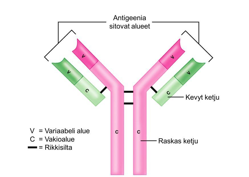 19 Suurin osa immunoglobuliineista on luokkaa IgG ja se onkin immunohistokemiassa yleisimmin käytetty. Joskus käytetään myös IgM-luokan vasta-aineita.