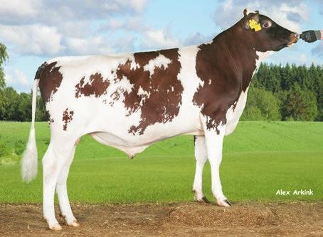 Ayrshire-käyttölista 4/2016 VR LUMIA VR FORMULA AYRSHIRE-RODUN KANTAKIRJAN LISÄJAKSOT B3 = suvussa vähintään 75 % hyväksyttyjä punaisia rotuja (FAY, SRB, NRF, CANAY,ORDM) B2 = suvussa vähintään 60 %