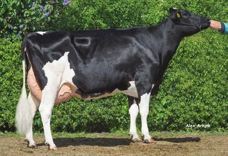 Holstein-käyttölista 4/2016 VH ROZWELLIN EMÄNEMÄ VH KARLO TUOTANTO HEDELMÄLLISYYS RAKENNE KÄYTTÖ JA TERVEYS F 97796 D VH Highway ET Halogen D Etoto 74 113 112 115 112 125 108 120 114 117 103 98 112