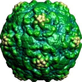 7 jotka aiheuttavat vastaavanlaisia tauteja. CAV9-viruksen genomin pituus on 7.5 kb ja sillä on pikornaviruksille tyypillinen ikosahedraalinen rakenne (2). Kuva 1. Coxsackievirus A9 (CAV9) (5.