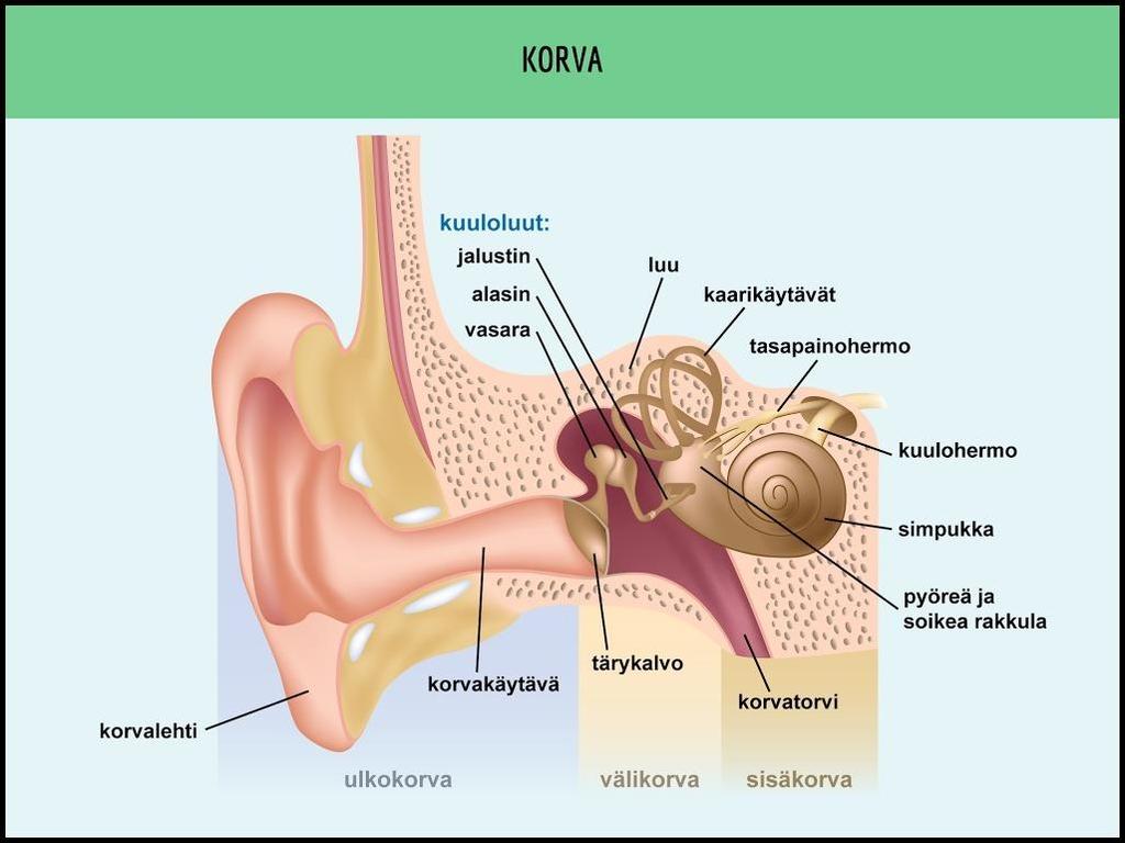 10 Kuvio 1: Korvan rakenne https://peda.net/p/paivi.