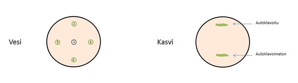 karotenoidit (ks. liite 6) flavonoidit (ks. liite 6) antioksidanttiaktiivisuus (ks. liite 6) raskasmetallit (ks. raportin 3.