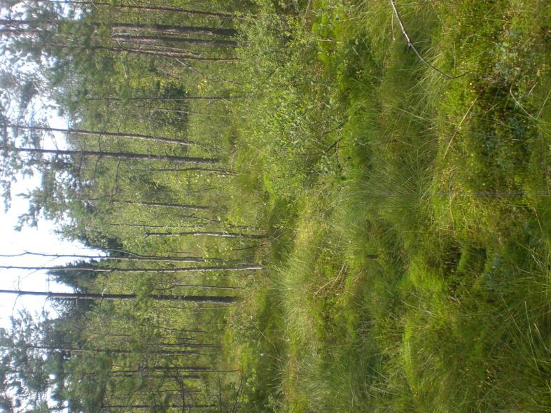 Kallioiden kasvillisuus on kärsinyt maastoliikenteestä ja on siksi hyvin niukkaa. Paikoitellen kaikki kasvillisuus jäkäliä ja sammalia myöten on kulunut paljaaksi. Kuva 6.