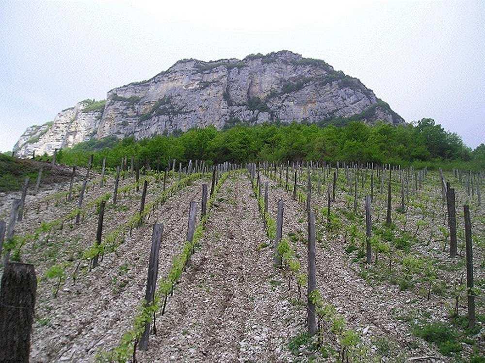 Altesse en Paradis 2014 AC RousseJe du Bugey, Bugey Rypäle: Altesse (RousseJe) (biodynaaminen) Tuotenro 3065 19,85 75 cl Altessea (toiselta nimeltään Rousse&e) viljellään Ranskassa ainoastaan Savoien