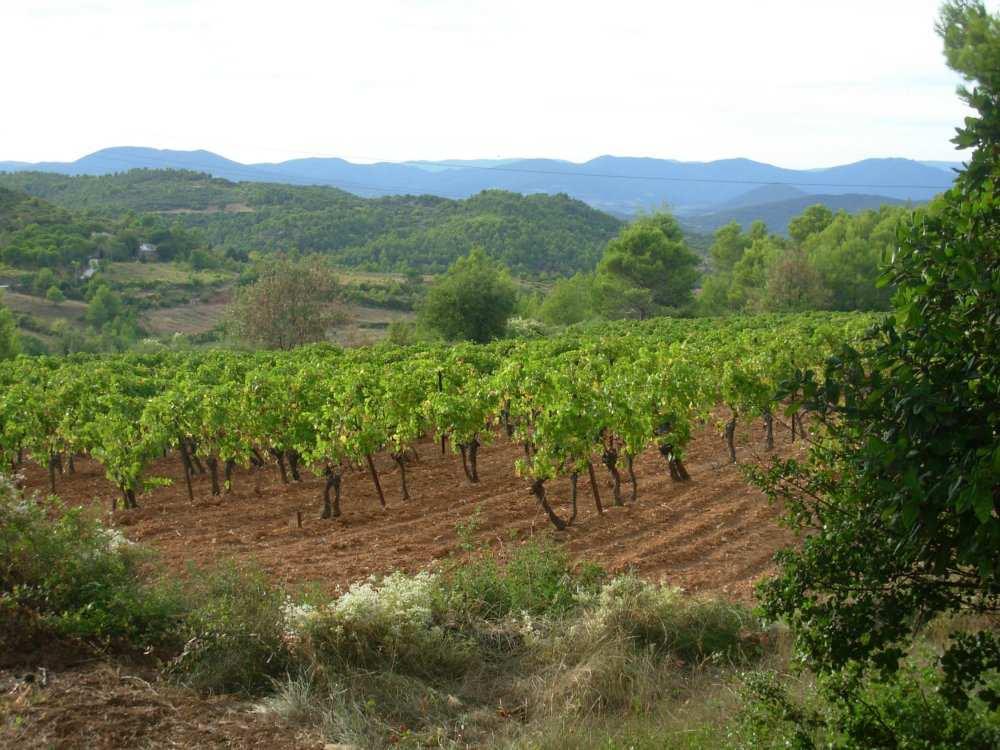 Morgon Tradion 2014 AC Morgon, Beaujolais Rypäle: Gamay (biodynaaminen) Tuotenro 3080 23,26 75 cl Viini on lihaisa ja täyteläinen, rehevässä tuoksussa mustakirsikkaa, mansikkahilloa ja katajanmarjaa.