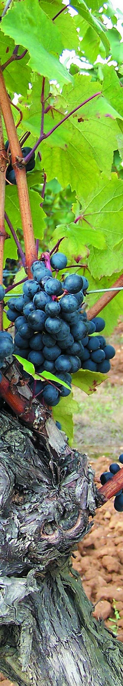Presge 2013 AC Saint Chinian Rypäleet: Syrah ja Grenache Noir Tuotenro 3148 19,39 75 cl Kansainvälisessä luomuviinikilpailussa (Millésime Bio 2017) äske&äin kultamitalin saanut Pres$ge 2013 on